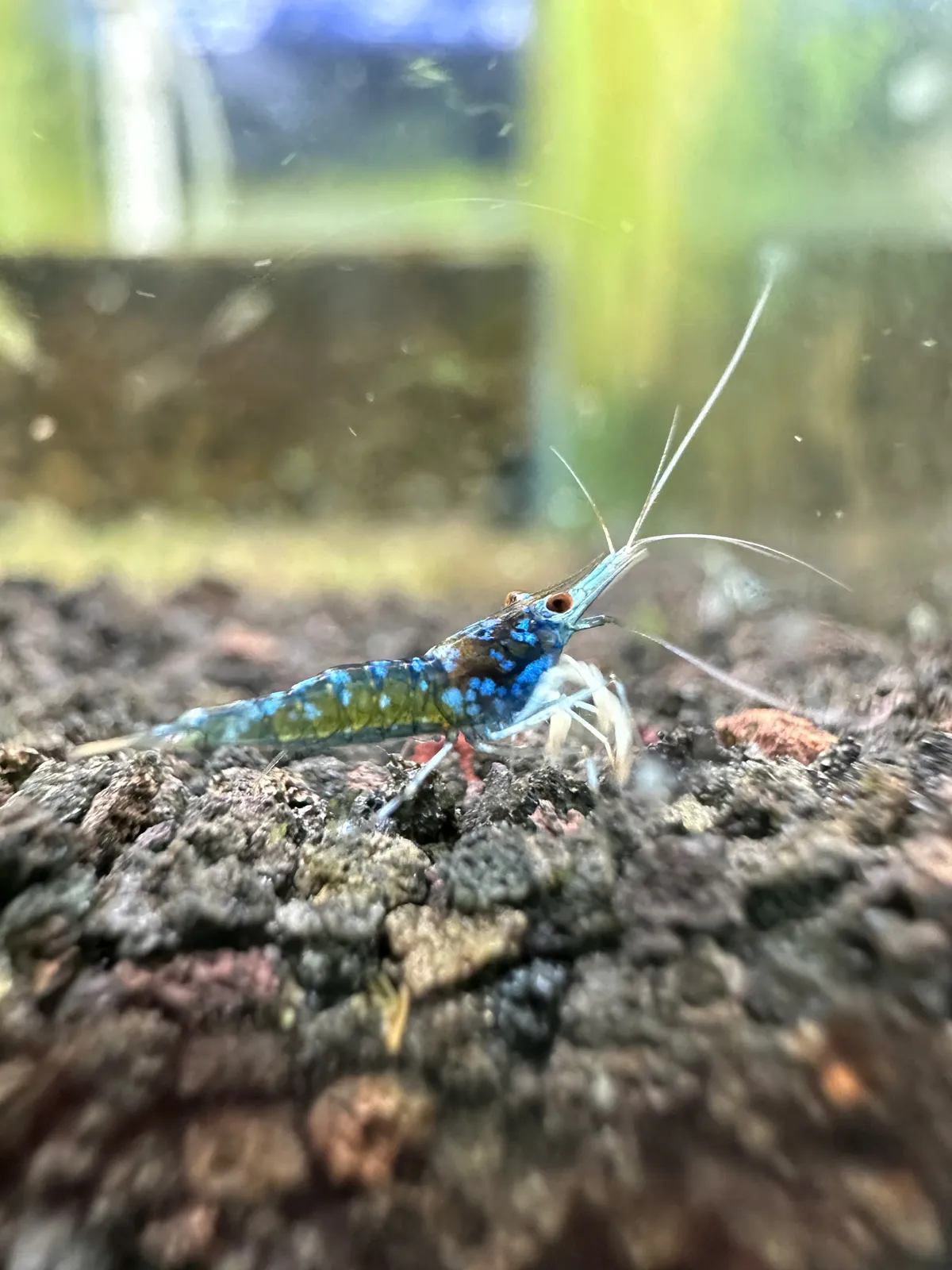 Common Blue Ghost 苏拉威西虾