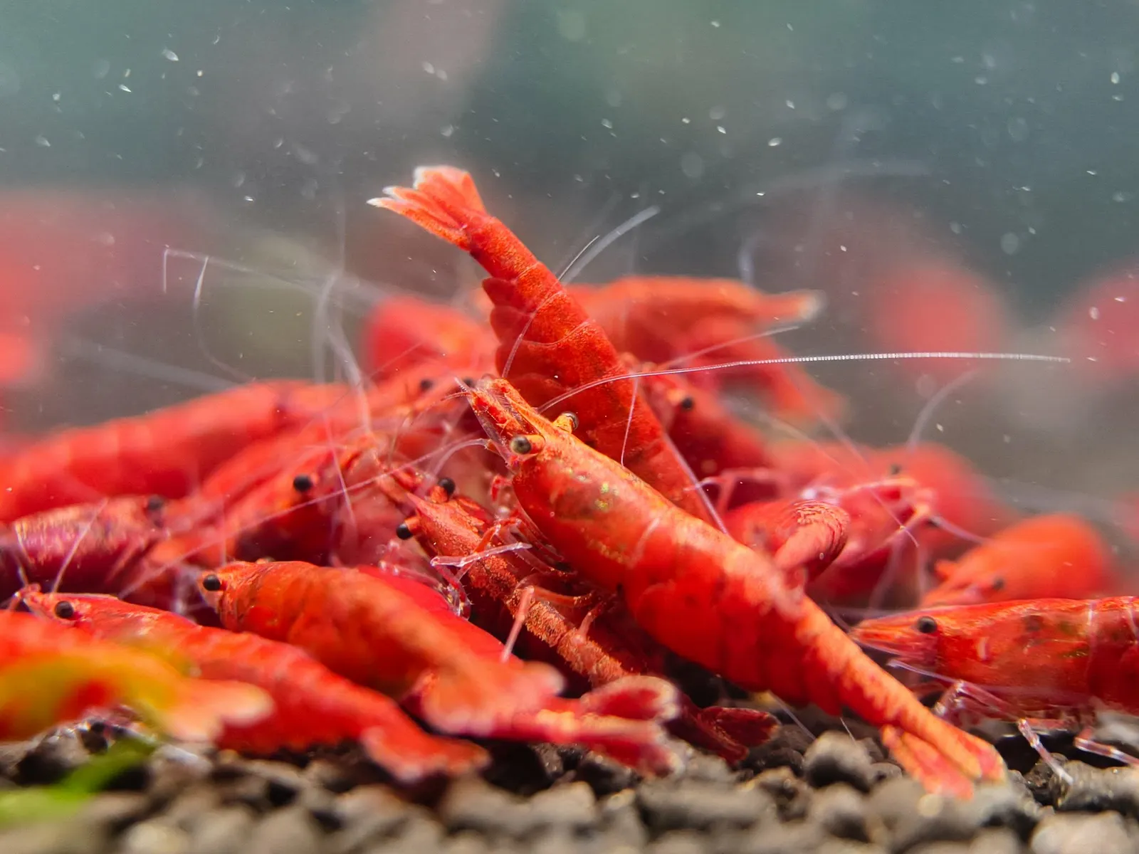 Fire Red 虾