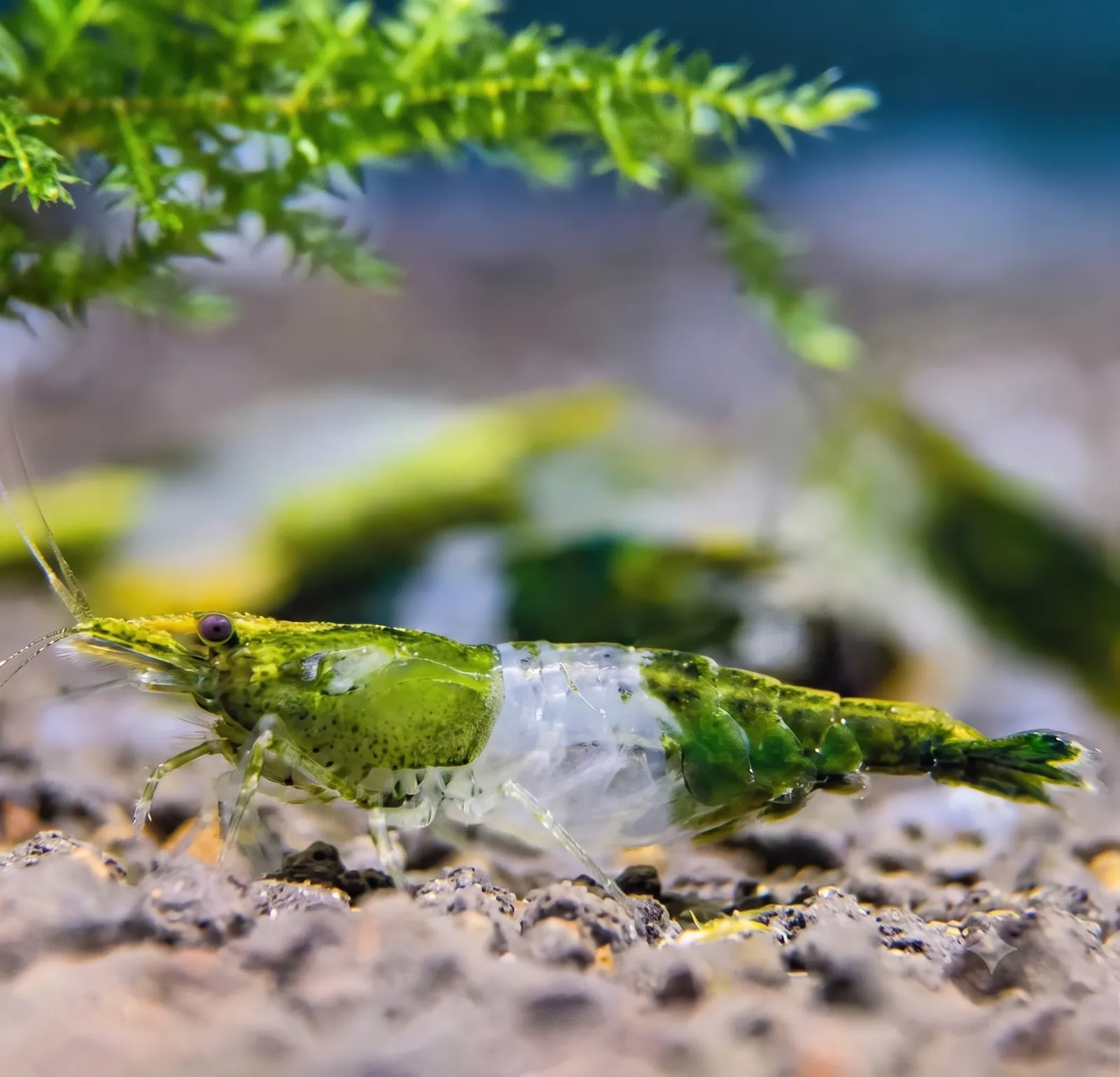 Green Rili 米虾