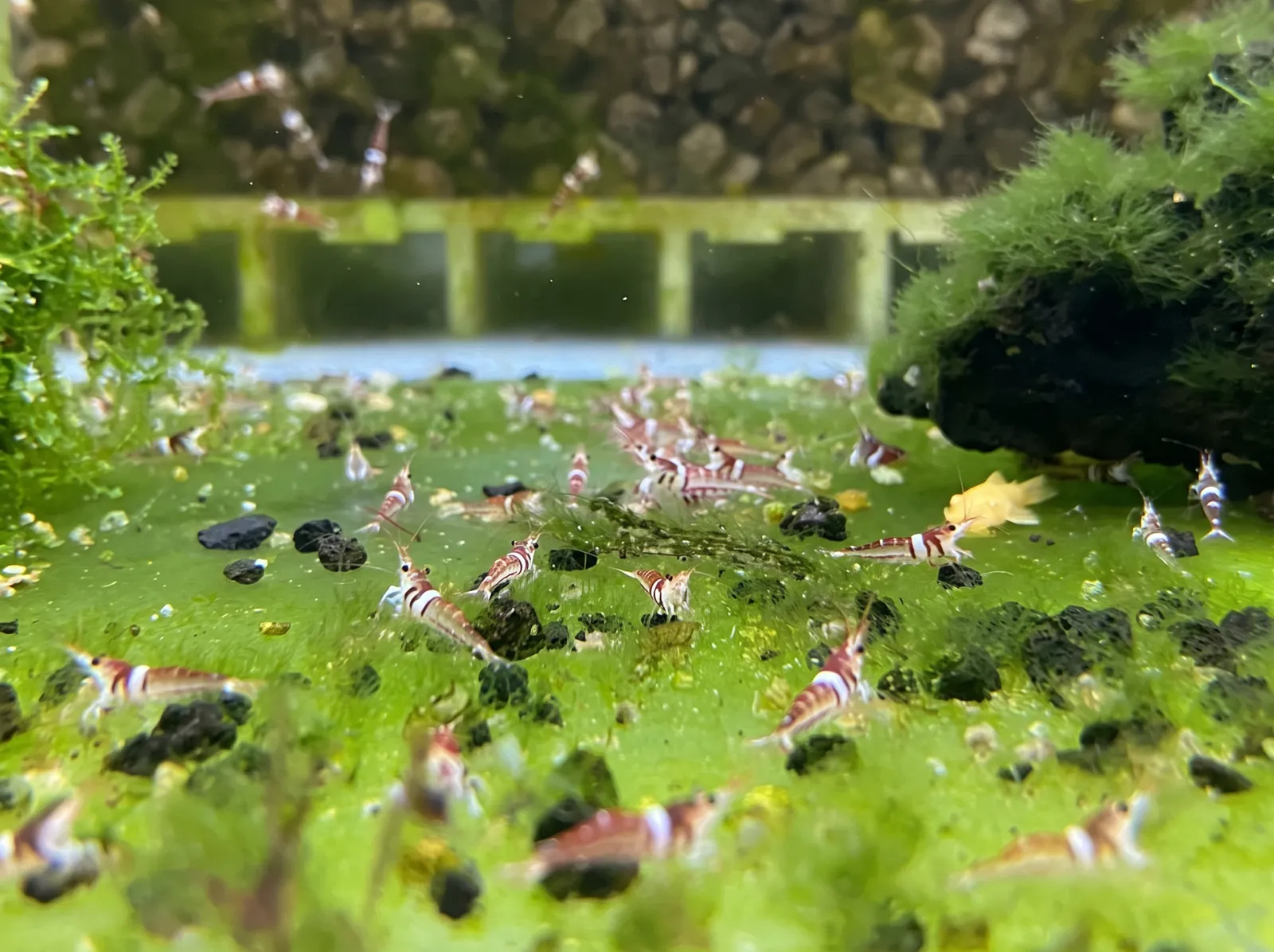 Harlequin 虾