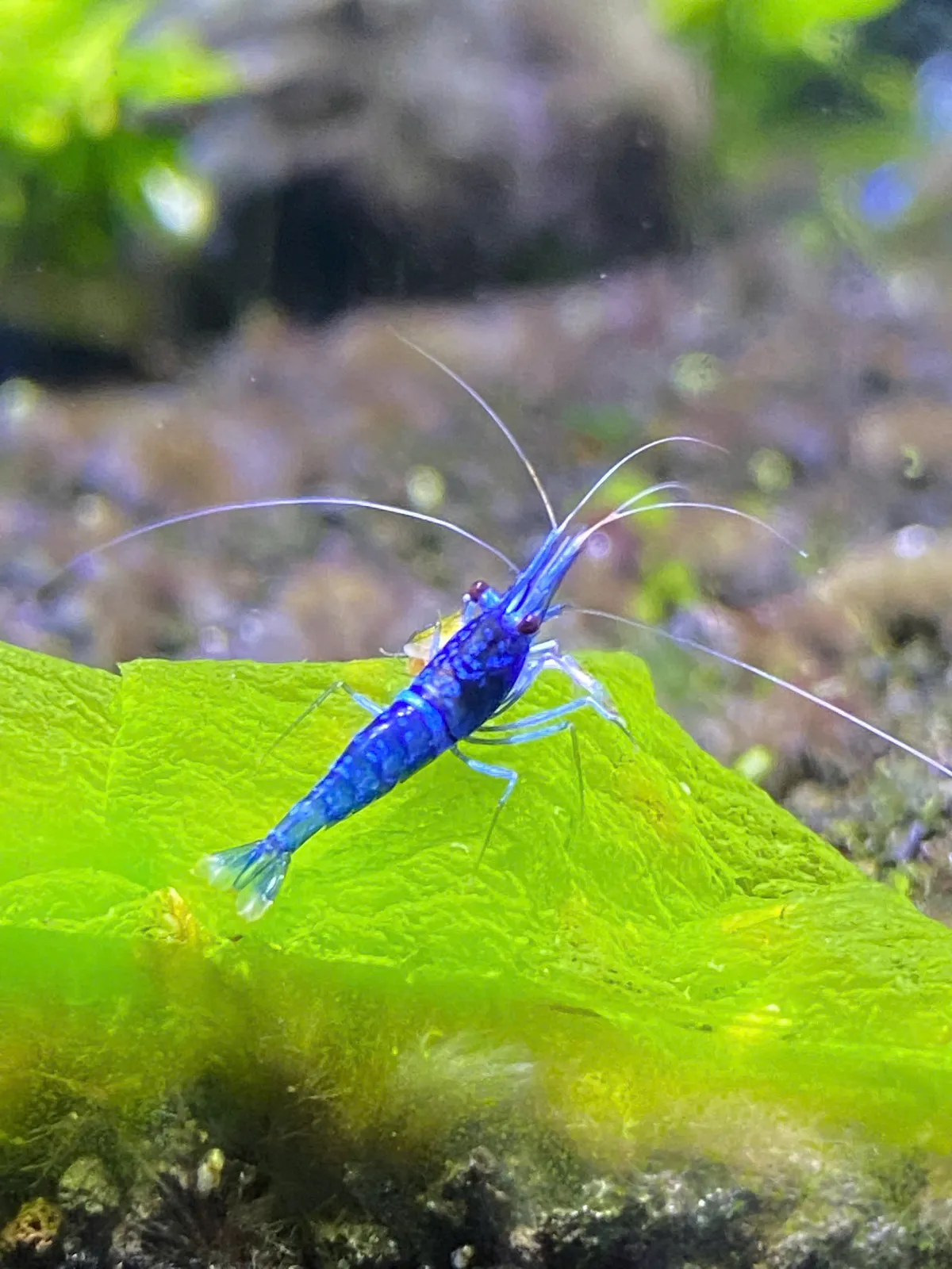 High Blue Ghost 虾