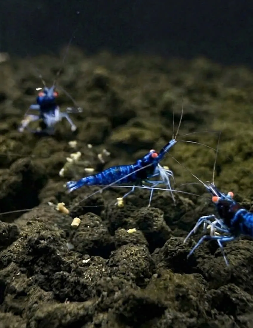 High Blue OE Oiran 苏拉威西虾