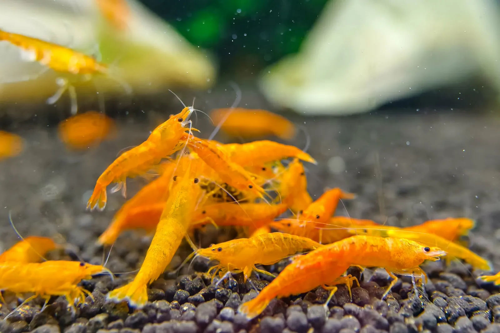 Orange Sakura 虾