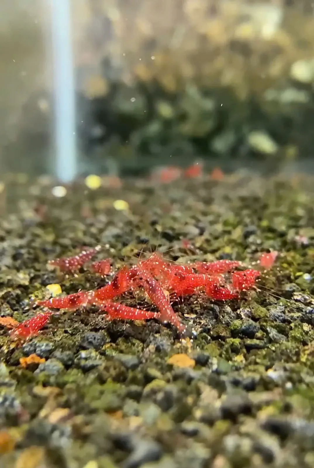 Red Crystal 虾