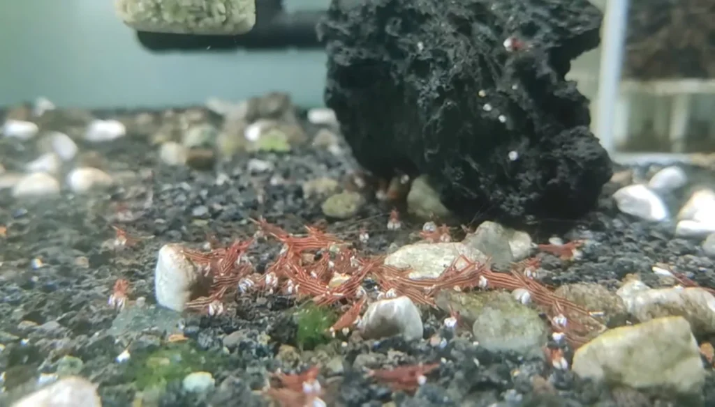 Redline Sulawesi shrimp