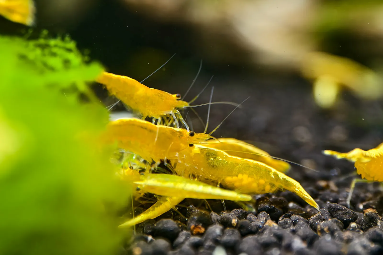 Yellow Back 虾