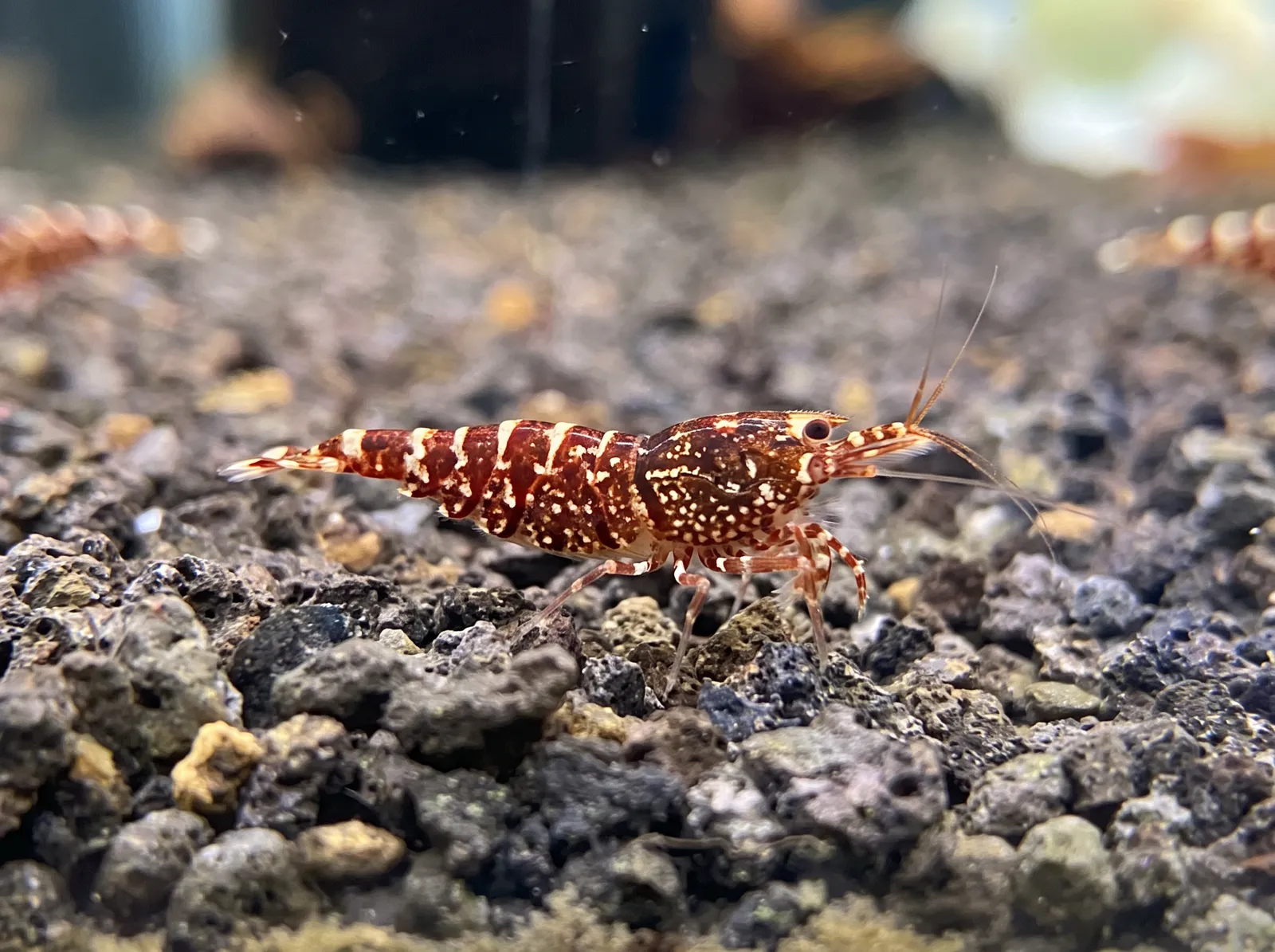 Zebra Orchid 虾